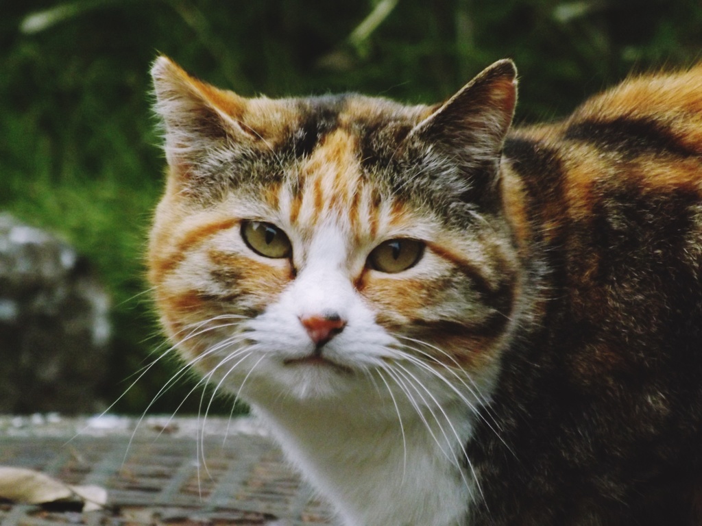 きれいなこ