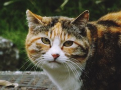 きれいなこ