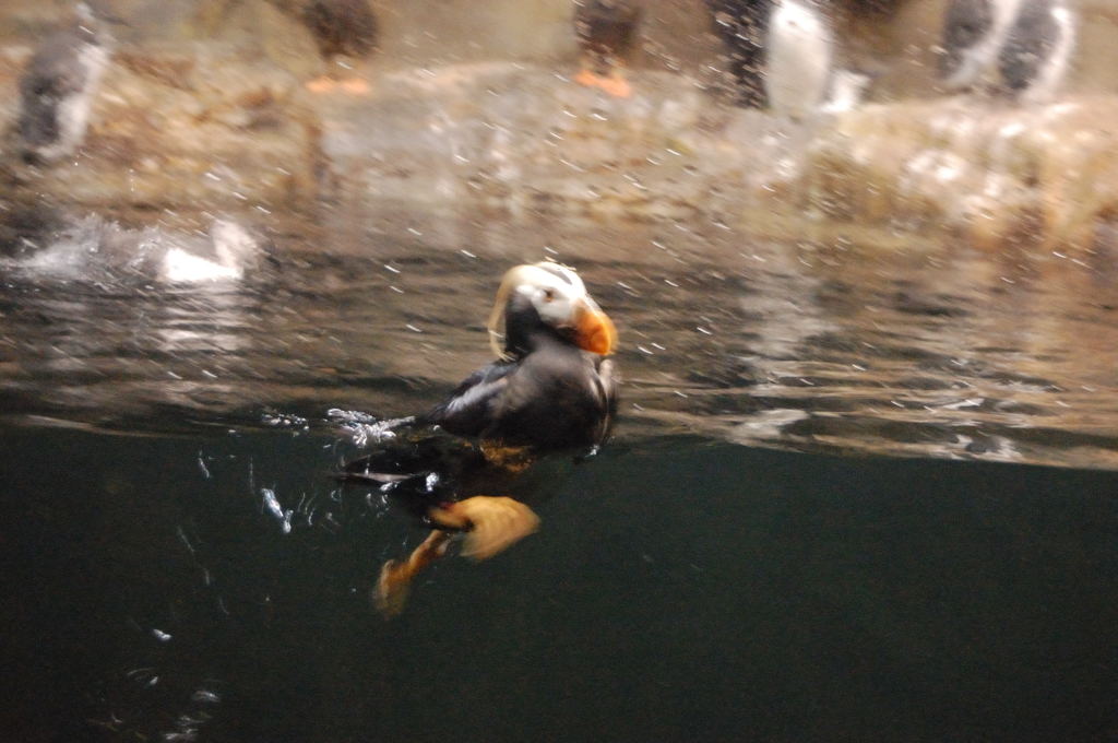 すごい元気な鳥