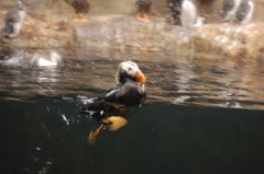 すごい元気な鳥