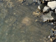 野生エイ！　座布団ひらひら