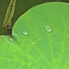 水滴