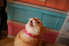 ヘビちゃん