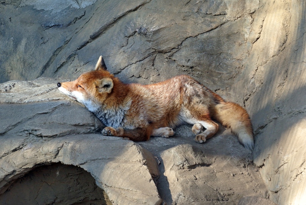 柴犬