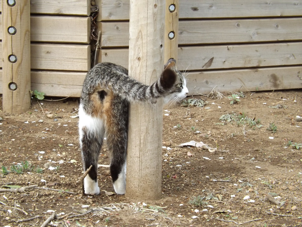かわいいおしり