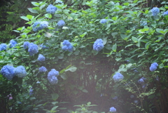 紫陽花の園