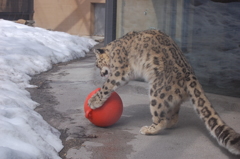 ユキヒョウ