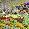 お花スペシャル