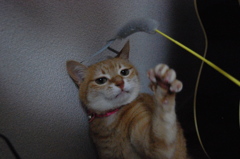 パー