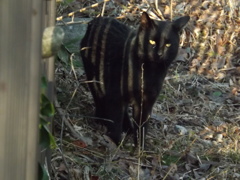 クロヒョウみたい