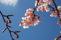 桜みたいだけどなんだろう