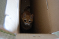 いたずら猫
