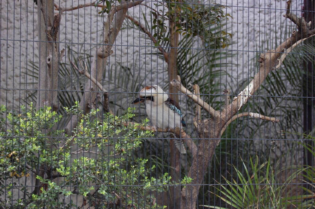 ワライカワセミ