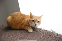 爪とぎ