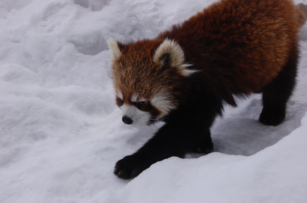 レッサーパンダちゃん