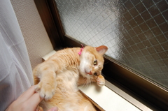 てやぁー