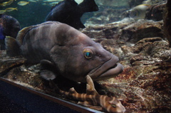 くちびる魚