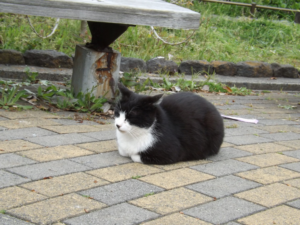 さぶい