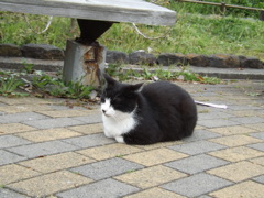 さぶい