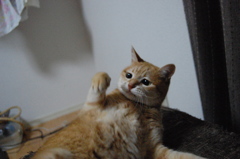 顔が可愛い