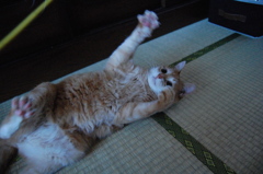 パ