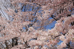 むこうにも桜