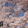 むこうにも桜