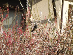 ヒヨちゃん蜜吸いたいのー