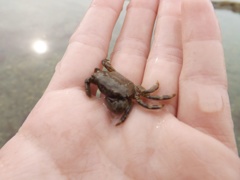 かにかに
