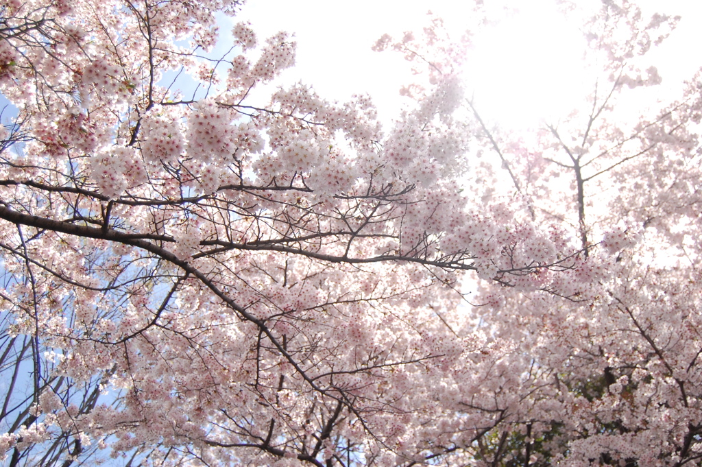 朝起こしに来たみたいな桜