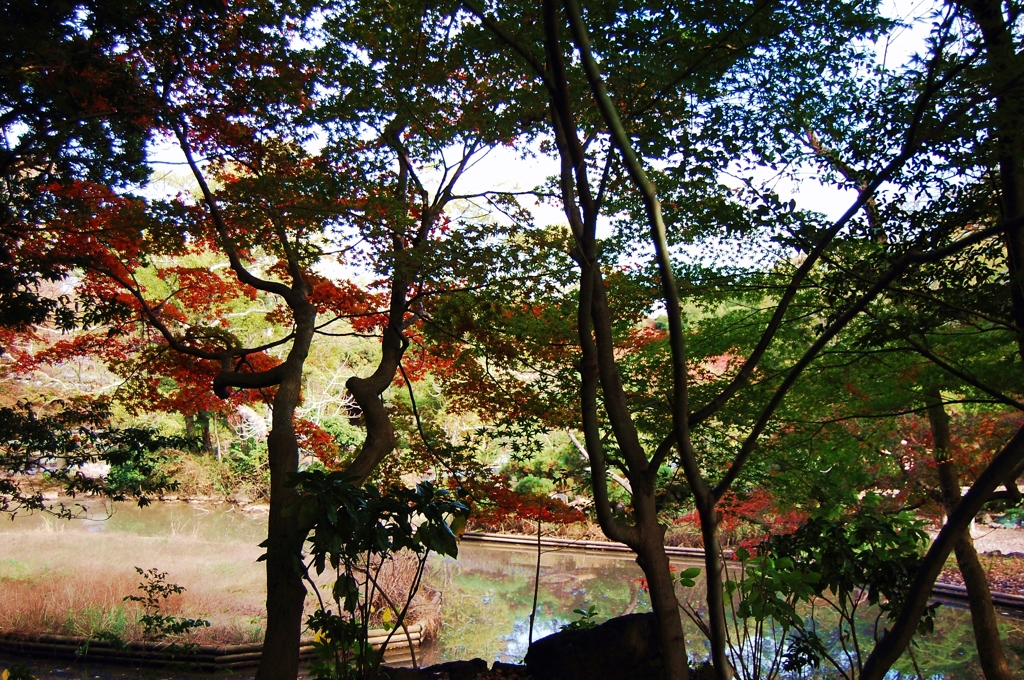 紅