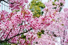 陽光桜