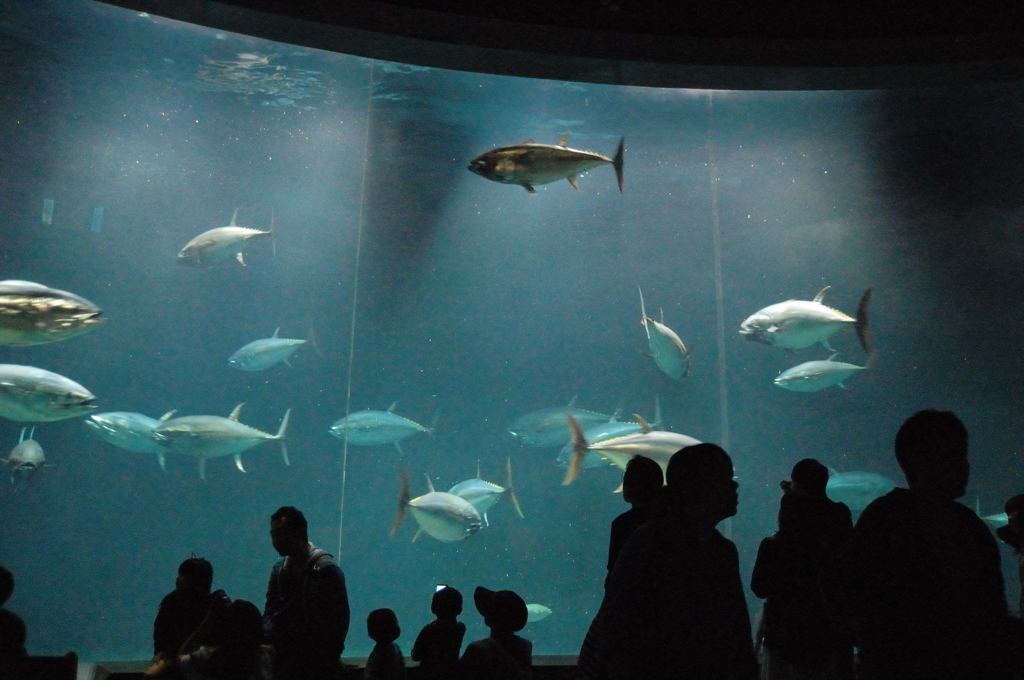 マグロシアター