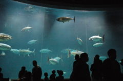 マグロシアター