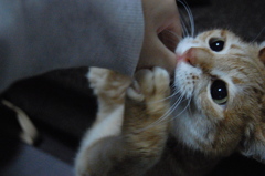 がぶがぶ