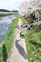 夏井川千本桜