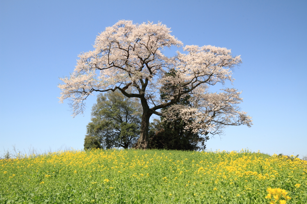 丘の上の桜