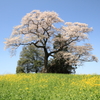 丘の上の桜