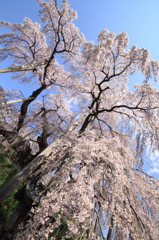 千年桜2011