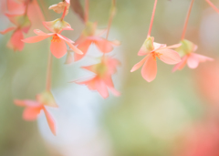 Orange flowers*＊