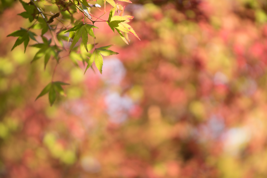 Momiji