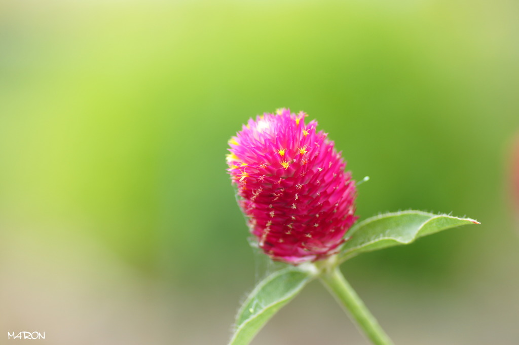 pink～♪