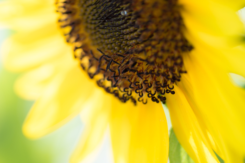 sunflower*＊