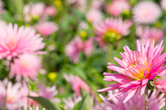 Ｄａｈｌｉａ...＊