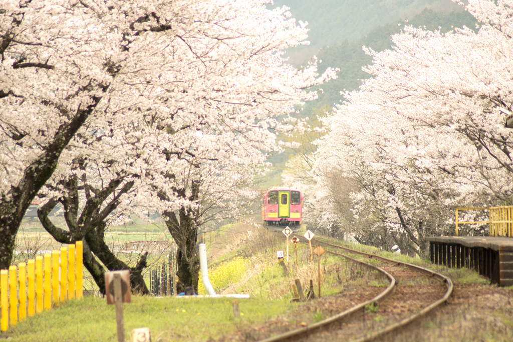 sakura✲てつ✲