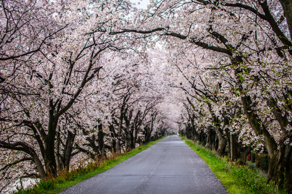 桜のトンネル