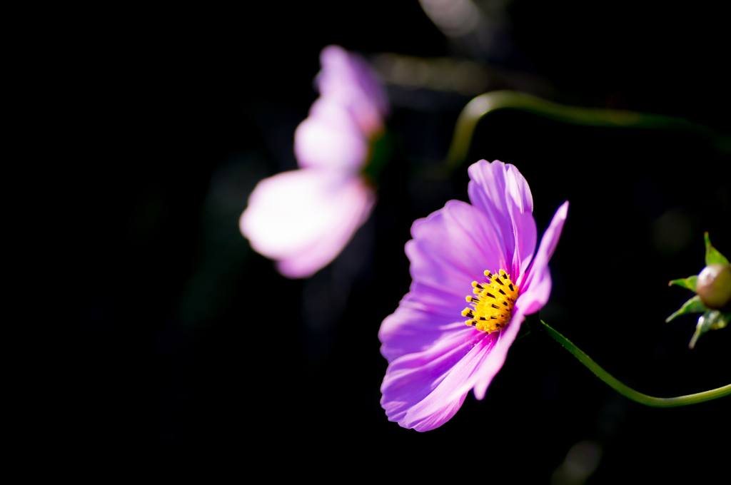**cosmos**