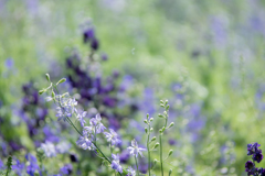 Delphinium..*＊