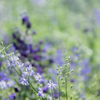 Delphinium..*＊