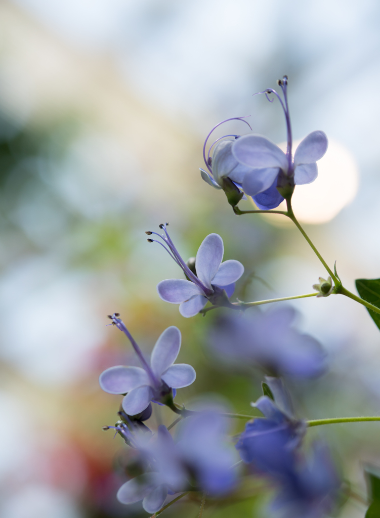 Blue Butterfly